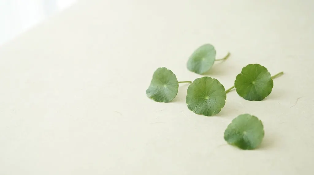 ツボクサの葉が一枚、明るい面の上に置かれている